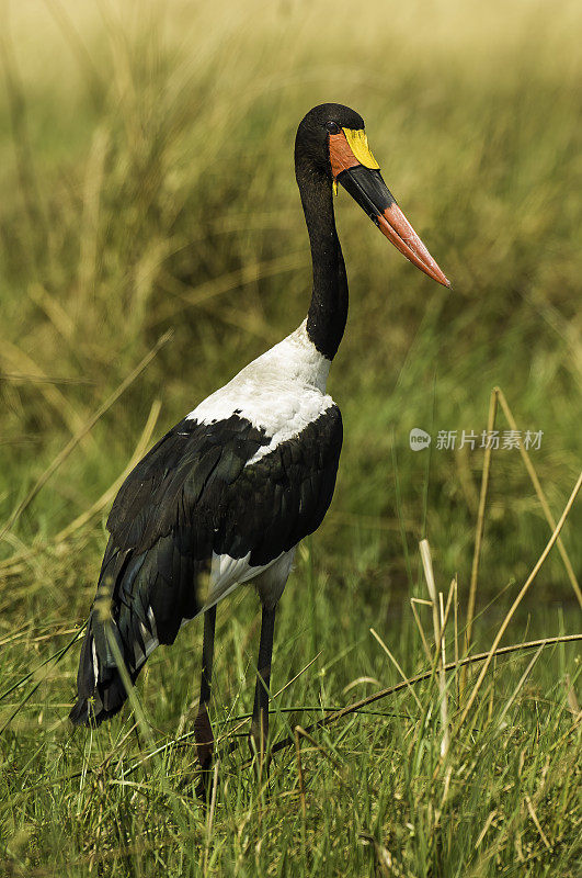 鞍嘴鹳或鞍嘴鸟，senhippiorhynchus, Savute Area，丘比国家公园，博茨瓦纳，ciiconiiformes, ciiconiidae。男性。